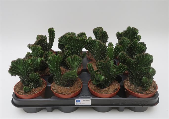 Euphorbia triangularis cristata met golvende gekamde groei, potmaat 8,5 cm