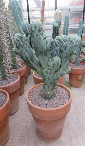 Myrtillocactus geometrizans cristata, grote blauwgroene gekamde solitair, potmaat 40 cm
