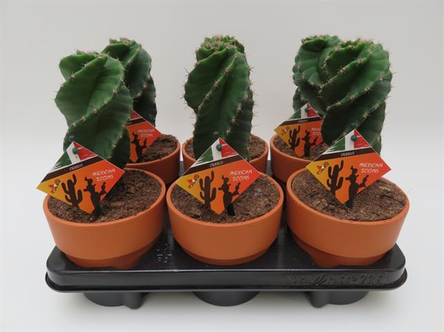Cereus jamacaru var. spiralis, spiraalvormig gedraaide zuilcactus, potmaat 13 cm