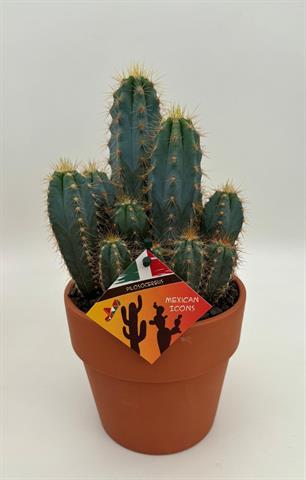 Pilosocereus azureus, blauwe zuilcactus, potmaat 15 cm