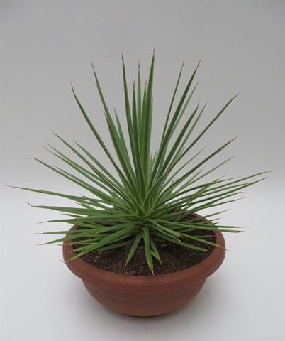 Agave stricta var. nana, egelagave met smalle stijve bladeren, potmaat 20 cm