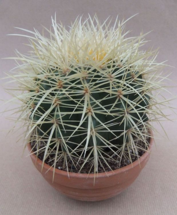 Echinocactus grusonii, goudgele bolcactus, potmaat 13 cm