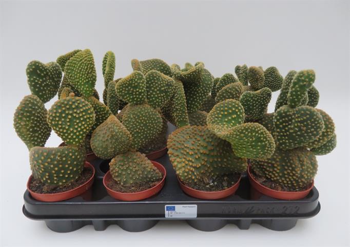 Opuntia microdasis var. pallida cristata, gekamde konijnenoortjescactus, potmaat 8,5 cm