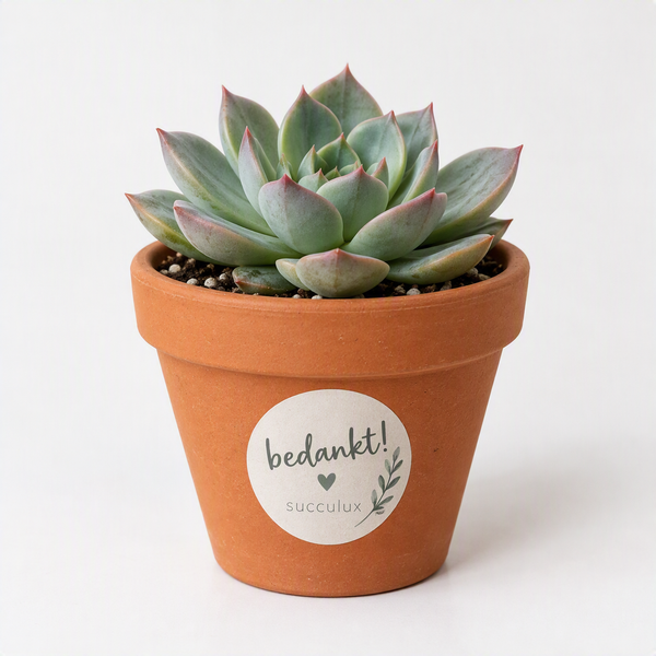 Vetplantje met gepersonaliseerde sticker op het potje
