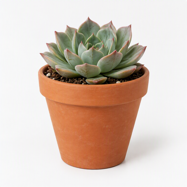 Vetplantjes in gekleurde potjes op een feesttafel