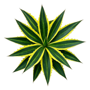 Agave