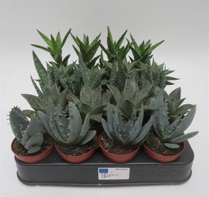 Aloe mix (vetplant) per stuk - potmaat 5,5 cm