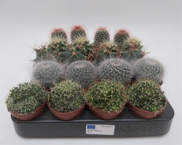Cactus mix bol, bolvormige cactussen, potmaat 5,5 cm