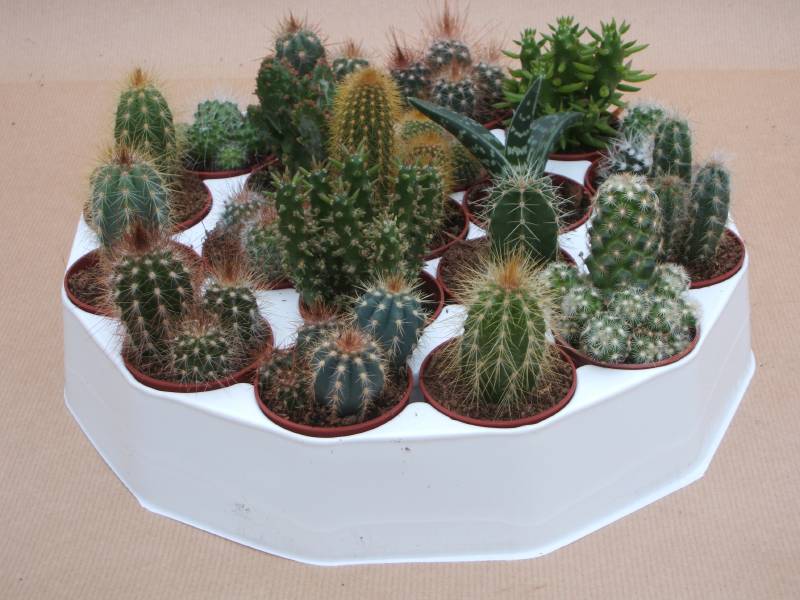 Cactus mix in taartje, 19 cactussen in een rond schaaltje, potmaat 5,5 cm