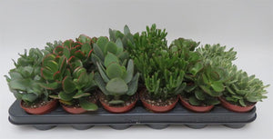 Crassula mix (vetplant) per stuk - potmaat 8,5 cm