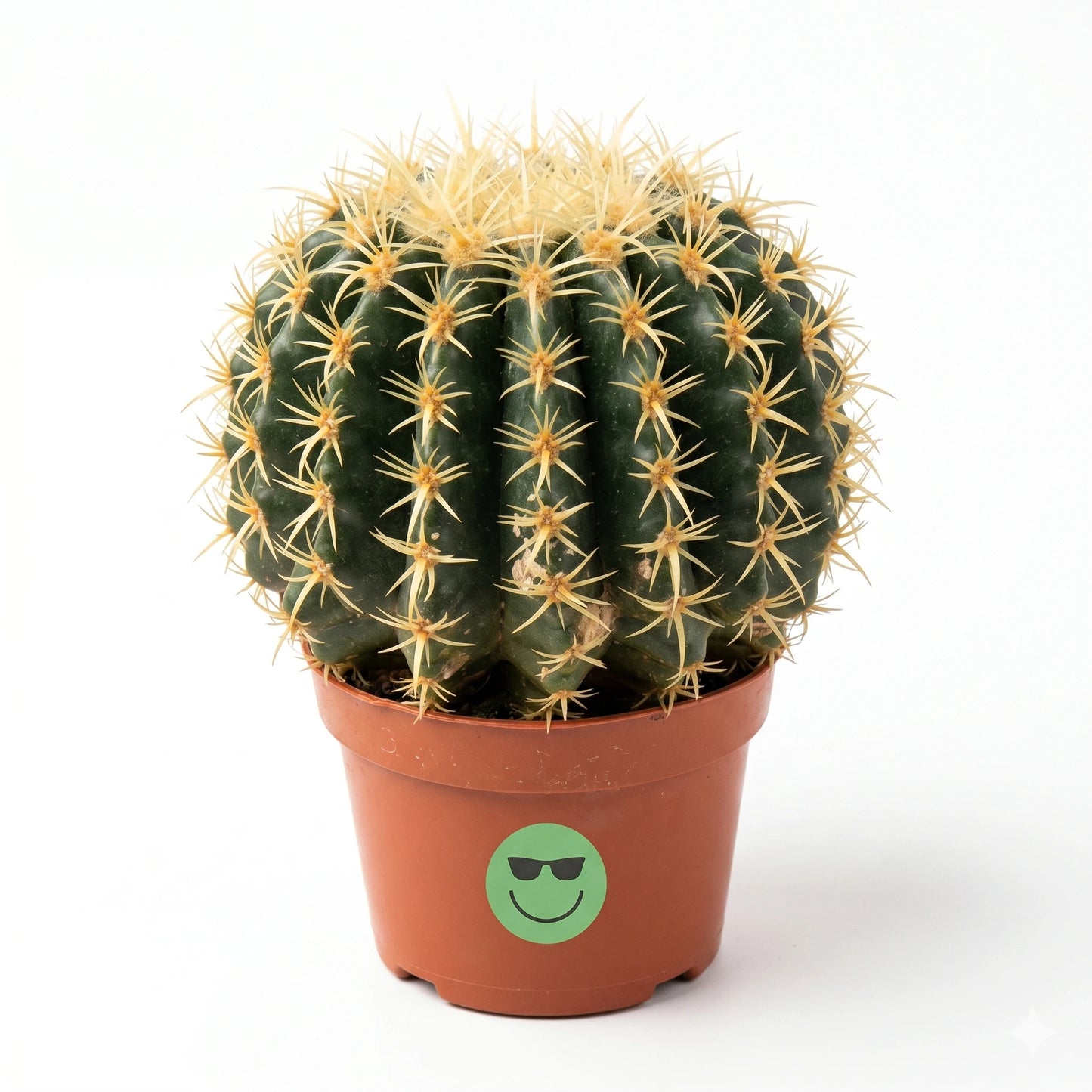Echinocactus 10,5 cm - Succulux