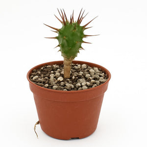 Euphorbia enopla (Afrikaanse melkboom)
