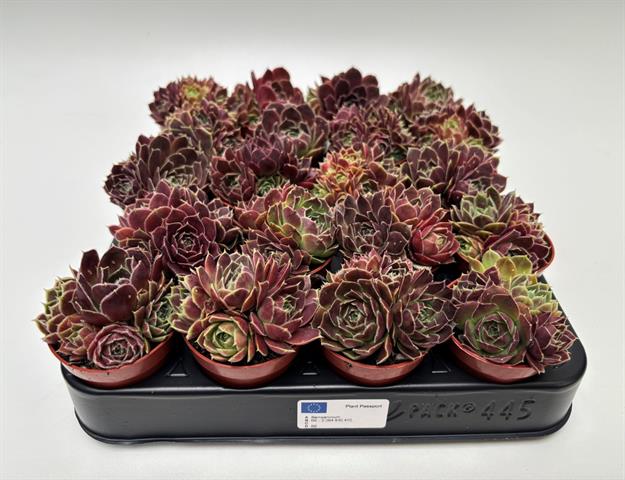 Jovibarba heuffelii, compacte rozetten, potmaat 5,5 cm