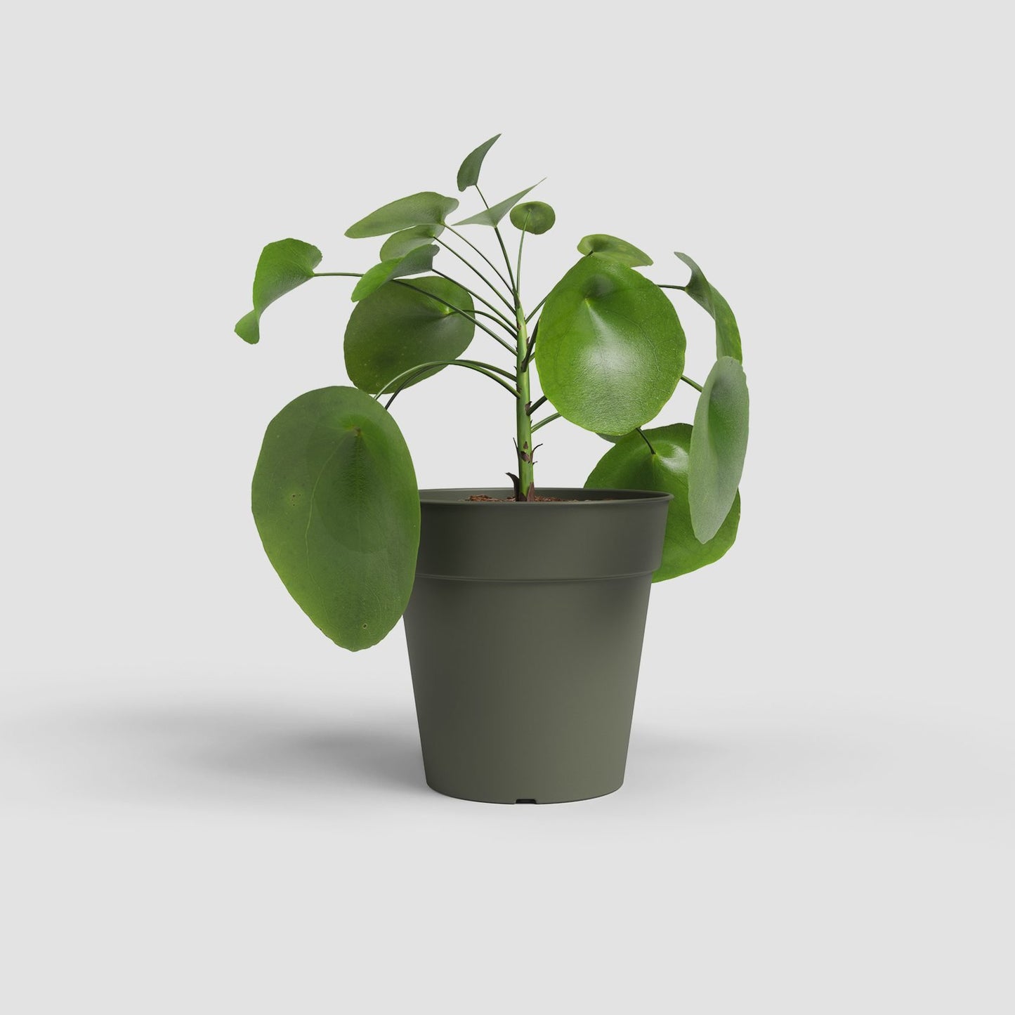 Madagaskar kunststofpot Droog Groen - Succulux