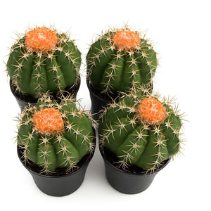 Melocactus matanzanus, potmaat 10,5 cm