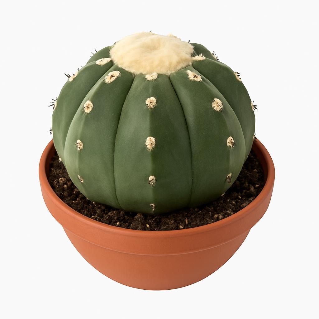 Melocactus maxonii - Succulux