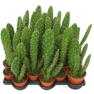 Opuntia cactus