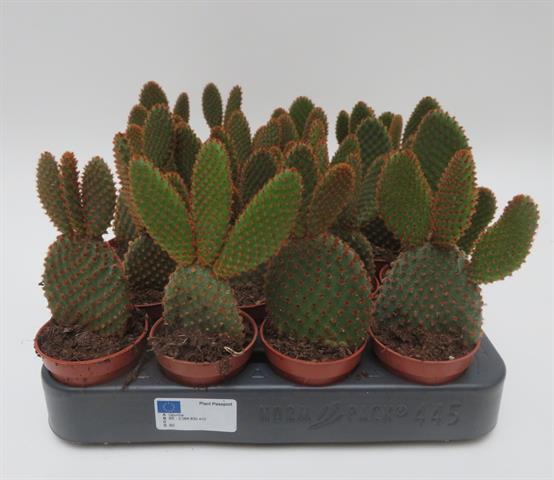 Opuntia microdasis Red, konijnenoortjescactus met roodbruine glochiden, potmaat 5,5 cm