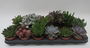 Succulent per stuk (gemengde soorten) - potmaat 8,5 cm