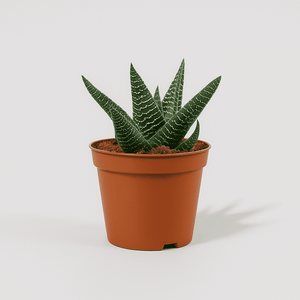 Succulentenmix – 5 stuks
