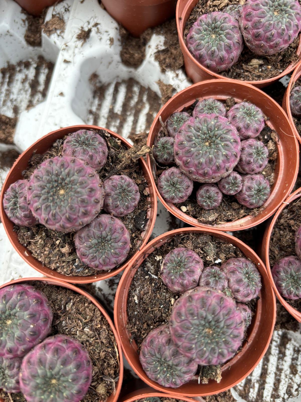 Sulcorebutia rauschii potmaat 5,5 cm - Succulux