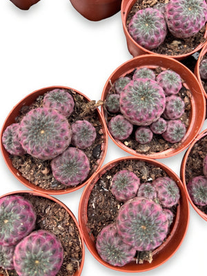 Sulcorebutia rauschii – paarse miniatuurcactus potmaat 5,5 cm
