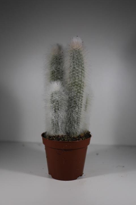 Zuilcactus - Succulux