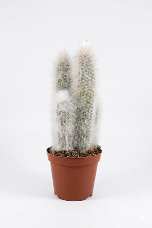 Zuilcactus