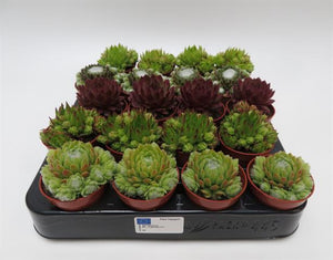Sempervivum