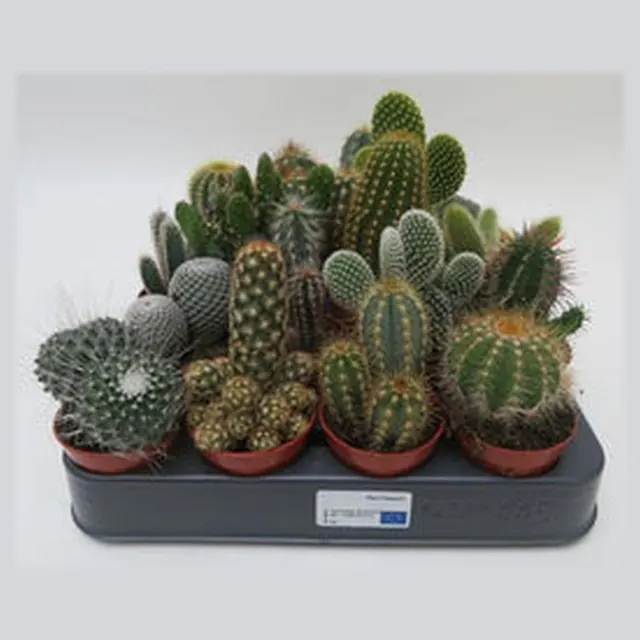 Cactus mix in kweekpotje van 5,5 cm, cactussen om te personaliseren als bedankje met naam of logo