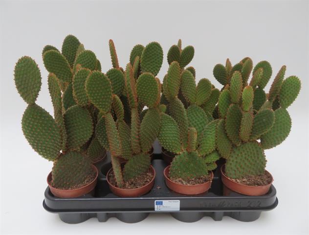 Opuntia microdasis Red met roodbruine glochiden, potmaat 8,5 cm