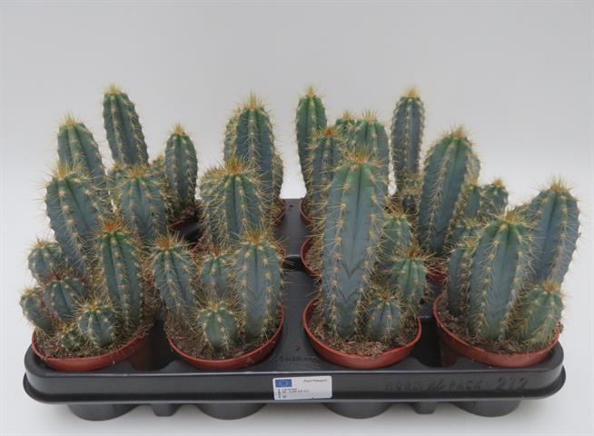 Pilosocereus azureus, blauwe zuilcactus, potmaat 8,5 cm
