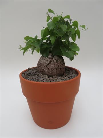 Dioscorea elephantipes, olifantspoot met gebarsten knol, potmaat 15 cm