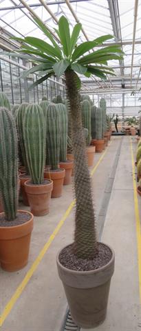 Pachypodium lamerei, Madagaskarpalm met bedoornde stam, potmaat 40 cm