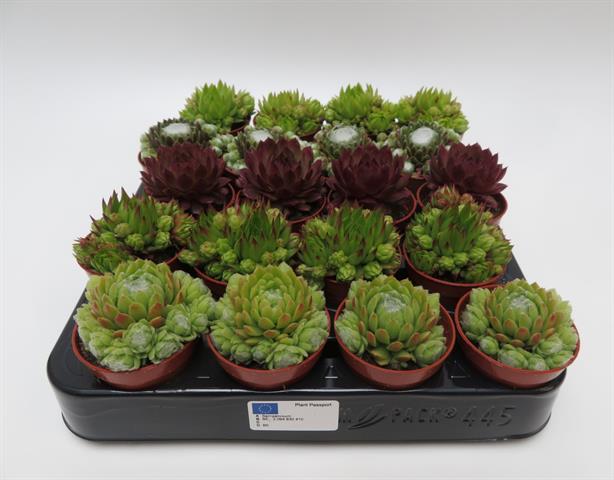 Sempervivum mix, huislook in vijf soorten, potmaat 5,5 cm