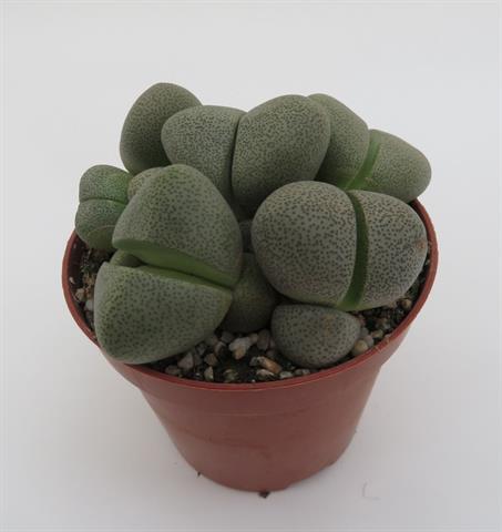 Pleiospilos nellii, splijtrots vetplant, potmaat 8,5 cm