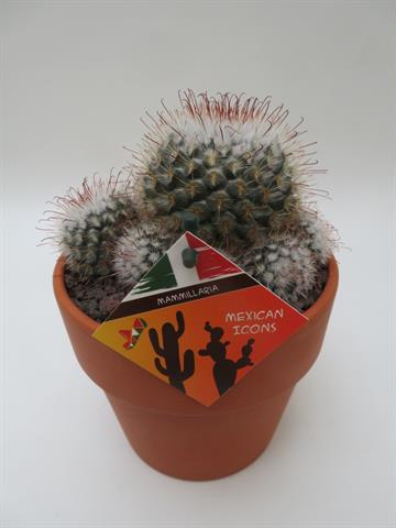 Mammillaria bombycina met witte wolharen en haakstekels, potmaat 15 cm
