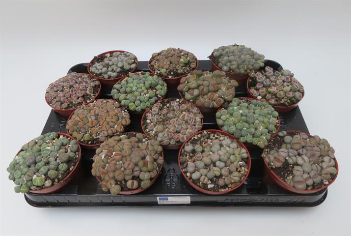 Lithops mix, levende stenen in verschillende soorten, potmaat 8,5 cm