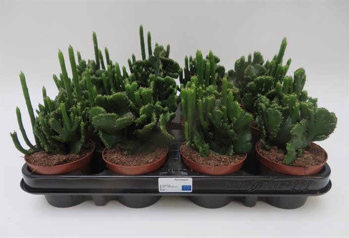 Euphorbia leucodendron cristata, waaiervormige gekamde groei, potmaat 8,5 cm
