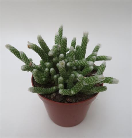 Avonia papyracea met witte papierachtige schubben, potmaat 8,5 cm