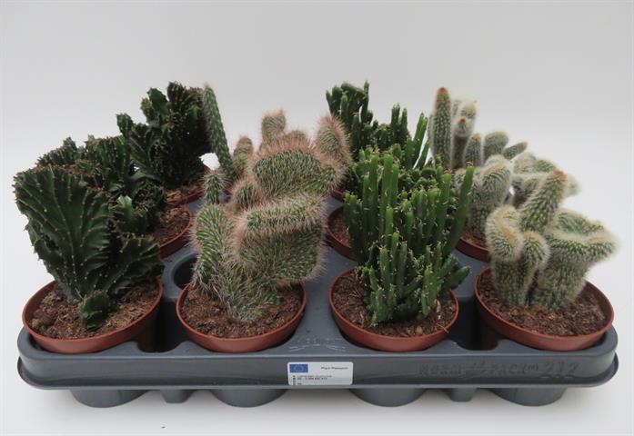 Cactus cristaat mix met golvende gekamde groeivormen, potmaat 8,5 cm