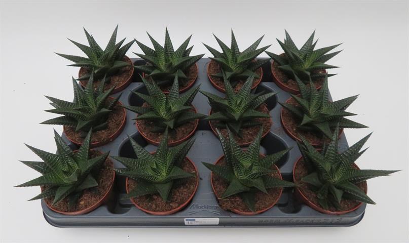 Haworthia limifolia met geribbelde driehoekige bladeren, potmaat 8,5 cm