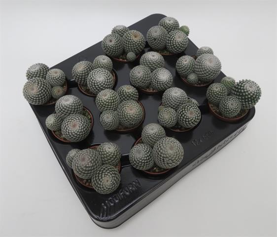 Mammillaria perbella XL, bolcactus met witte doorns, potmaat 5,5 cm