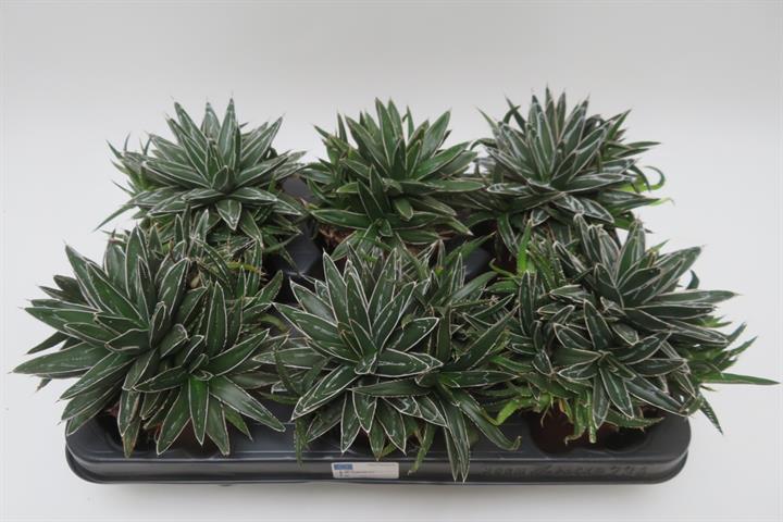Agave victoriae-reginae met witte lijntekening op de bladranden, potmaat 10,5 cm