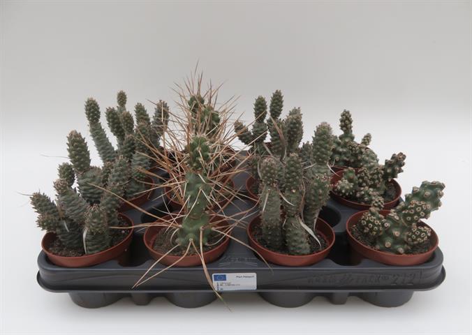 Tephrocactus mix, gesegmenteerde cactussen, potmaat 8,5 cm