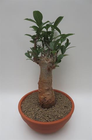 Adansonia digitata, baobab met flesvormige stam, potmaat 33 cm