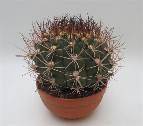 Gymnocalycium saglione, brede bolcactus met gekromde stekels, potmaat 17 cm