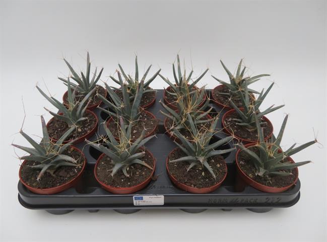 Leuchtenbergia principis, agavecactus met lange kantige knobbels, potmaat 8,5 cm