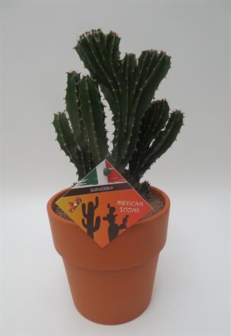 Euphorbia triangularis cristata, brede gekamde groeivorm, potmaat 13 cm