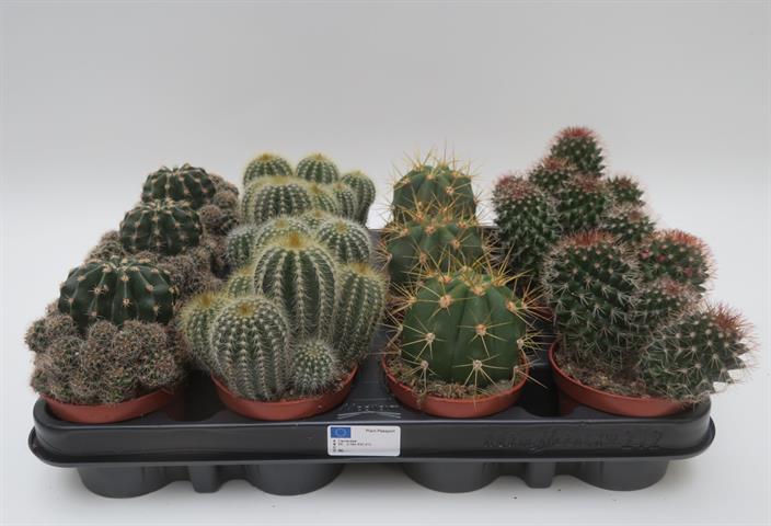 Cactus mix bol, gemengde bolvormige cactussen, potmaat 8,5 cm